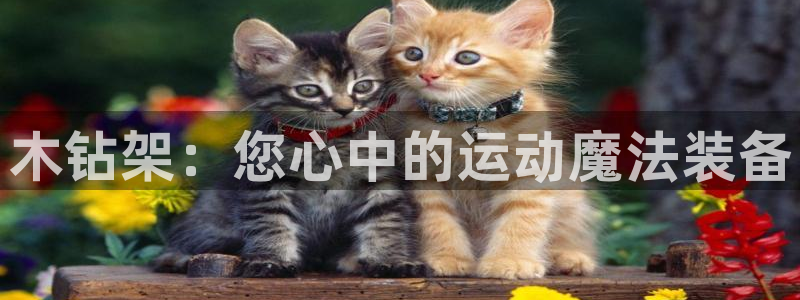 极悦平台官网登录入口：木钻架：您心中的运动魔法装备